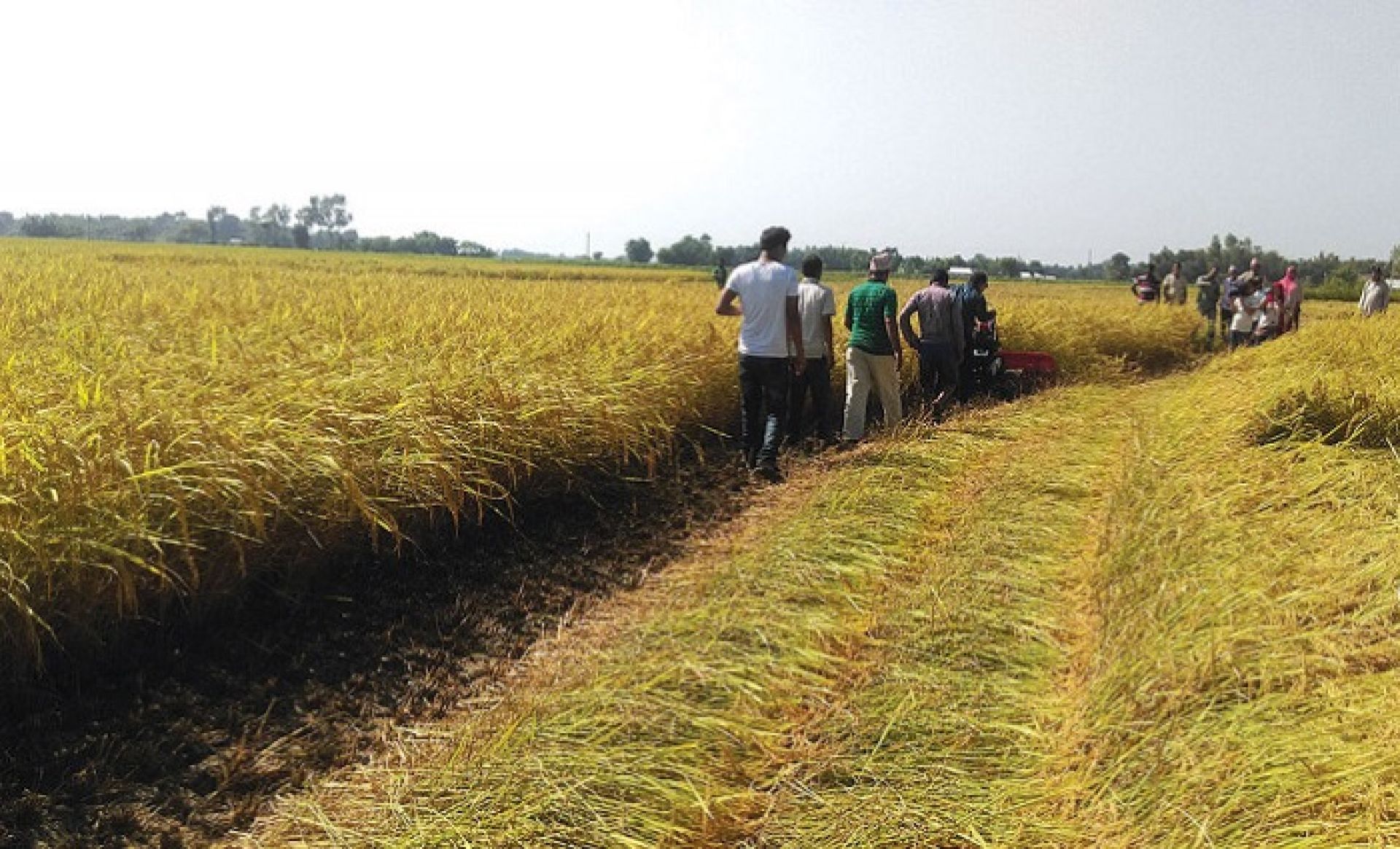 धानबाली नकाट्न किसानलाई आग्रह